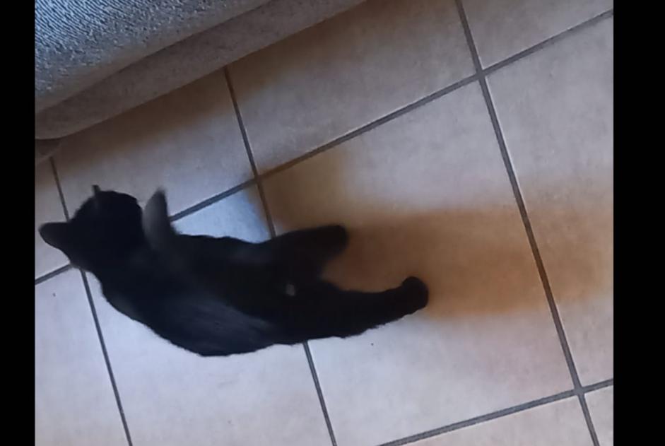 Vermisstmeldung Katze Männliche , 1 jahre Espalion Frankreich Vermisstmeldung Katze Männliche , 1 jahre Espalion Frankreich