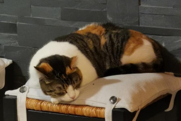 Vermisstmeldung Katze  Weiblich , 11 jahre Mirepeix Frankreich