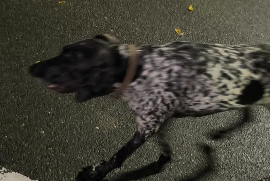 Discovery alert Dog Unknown , 6 years Sérignac-sur-Garonne France Discovery alert Dog Unknown , 6 years Sérignac-sur-Garonne France