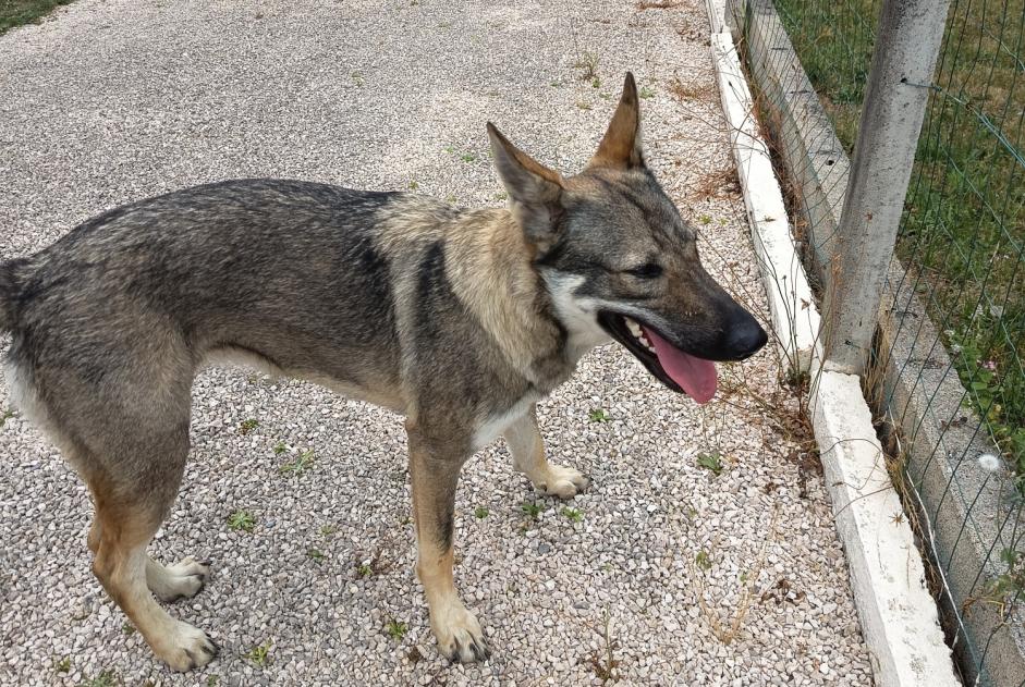 Discovery alert Dog miscegenation Female Pardies-Piétat France