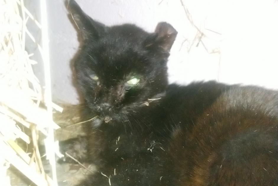Alerte Découverte Chat Inconnu Varennes-Jarcy France