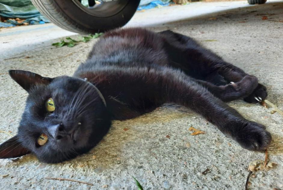 Alerte Découverte Chat Femelle Vauhallan France