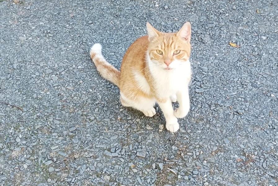 Alerte Découverte Chat Mâle Thèreval France