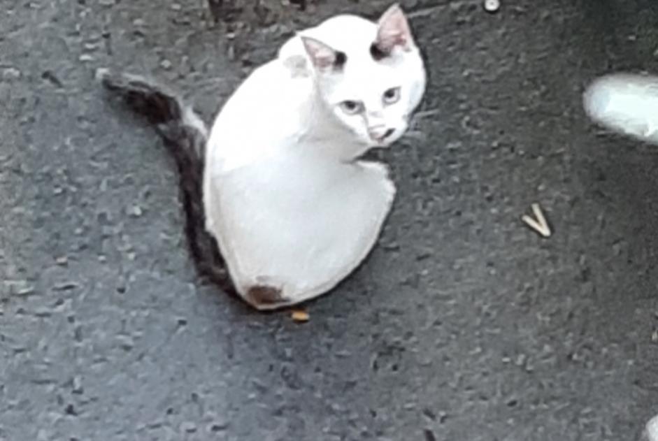 Alerte Découverte Chat croisement Inconnu Billère France