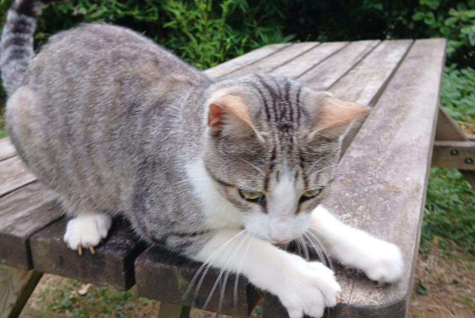 Alerte Découverte Chat croisement Femelle Arette France