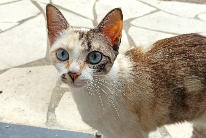 Alerte Découverte Chat Femelle Gelos France