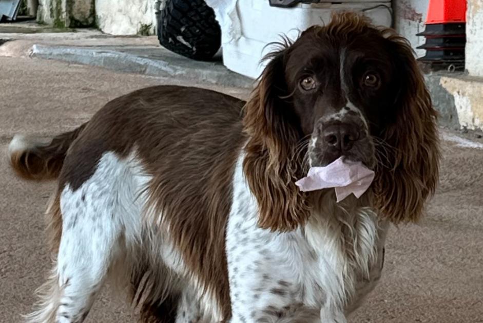 Alerte Disparition Chien  Mâle , 7 ans Piana France