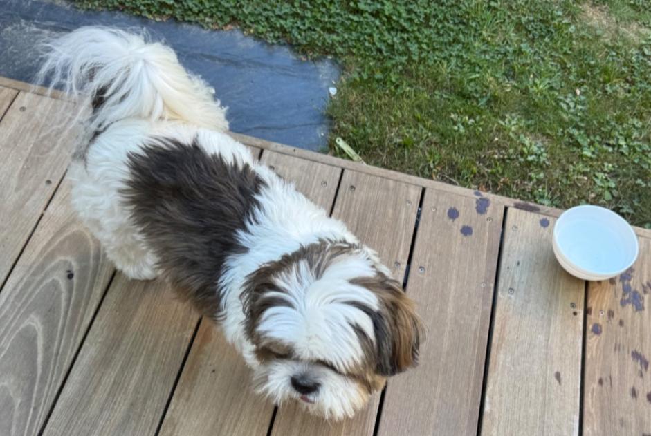 Alerte Découverte Chien Inconnu Lescar France