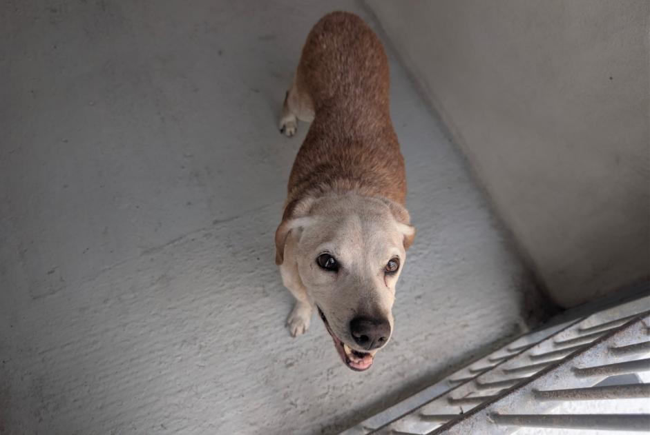 Alerte Découverte Chien croisement Mâle , 10 ans Chanteloup-les-Vignes France Alerte Découverte Chien croisement Mâle , 10 ans Chanteloup-les-Vignes France