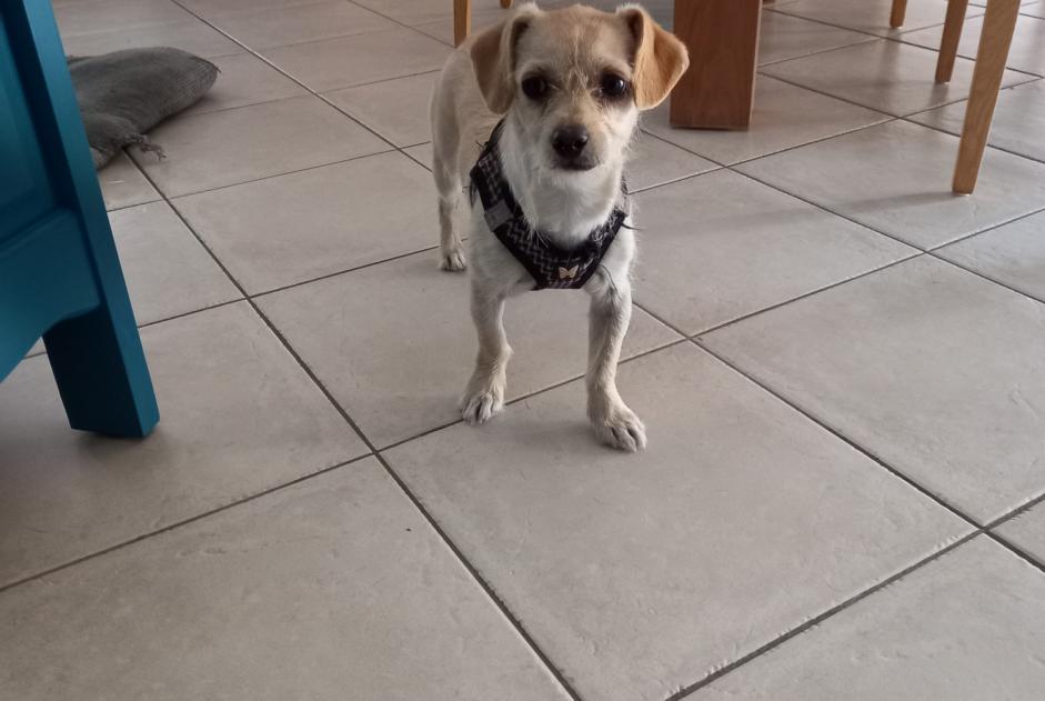 Avviso Ritrovamento Cane Non conosciuta Ligné Francia Avviso Ritrovamento Cane Non conosciuta Ligné Francia