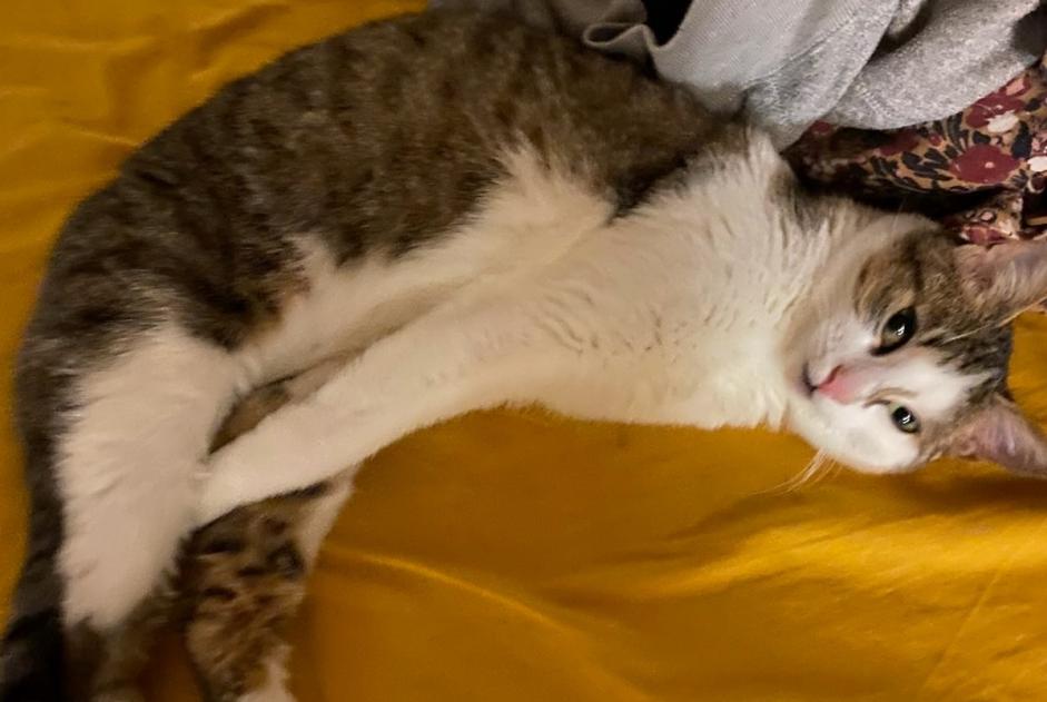 Avviso scomparsa Gatto Femmina , 1 anni Lille Francia