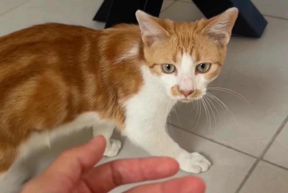 Avviso Ritrovamento Gatto Maschio Roubaix Francia