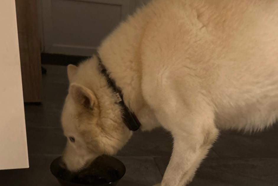 Alerta descoberta Cão cruzamento Macho Ahuillé France