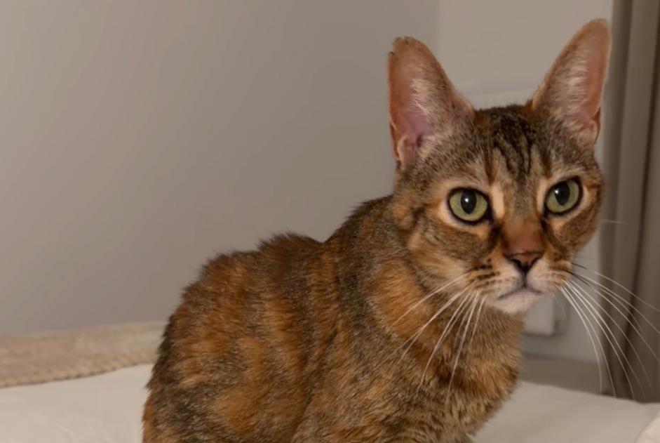 Alerta desaparecimento Gato Fêmea , 12 anos Boucau France