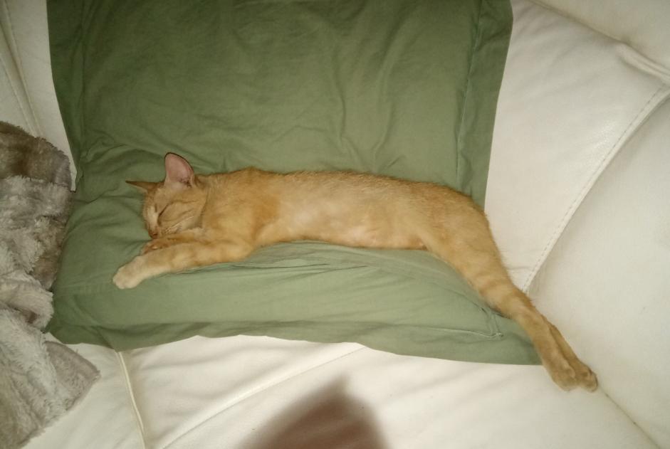 Alerta descoberta Gato Desconhecido Pau France
